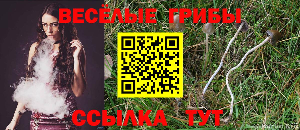 Шатура  Псилоцибиновые грибы Cubensis  Вход с VPN 